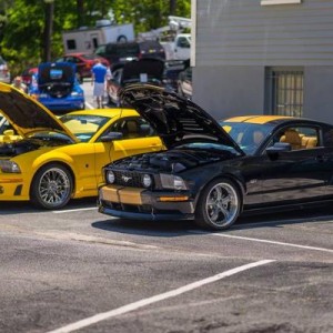 Mustangs on the mountain