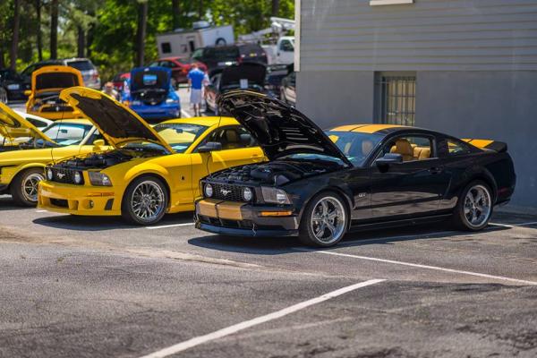 Mustangs on the mountain