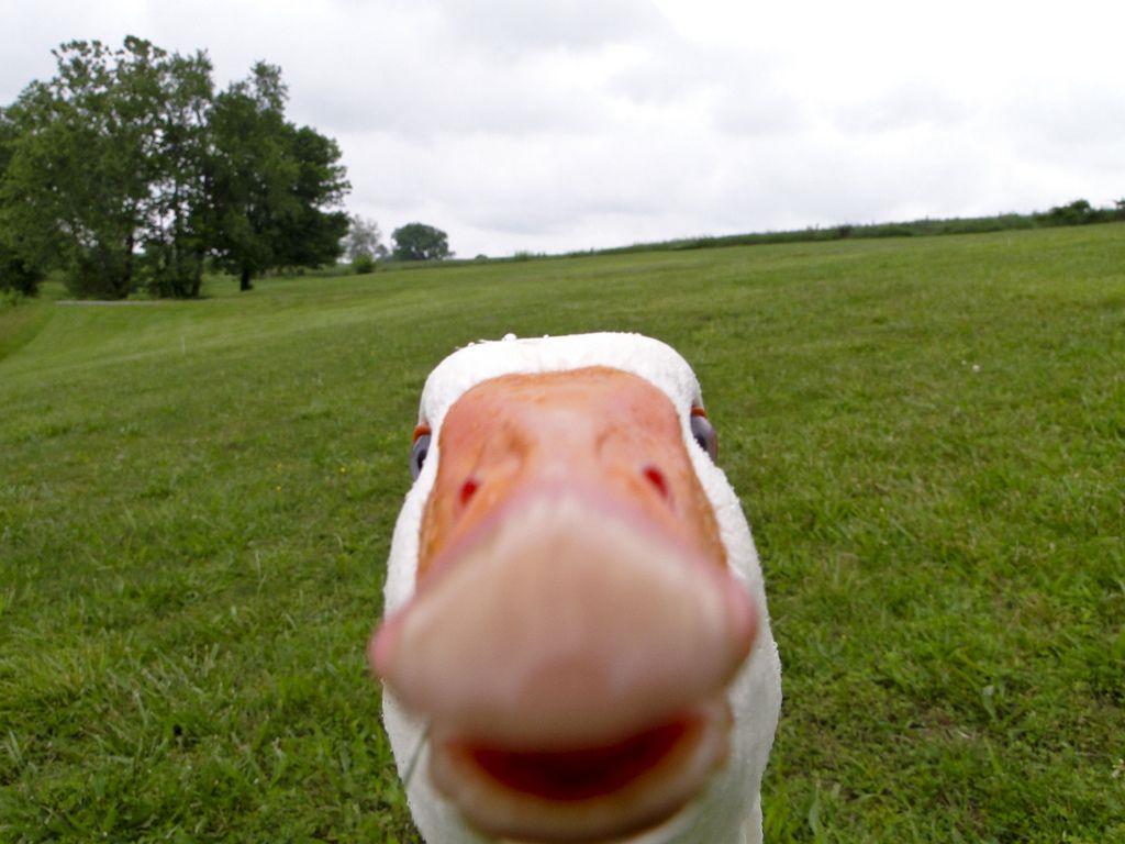 duck-face.jpg