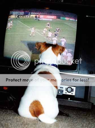 dog-watching-tv.jpg