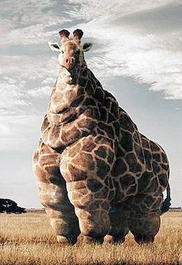 2008-09-27-images-fat_giraffe.jpg