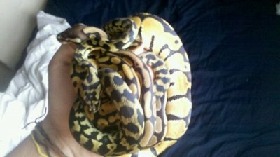 snakes.jpg