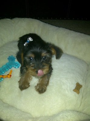 puppy.jpg