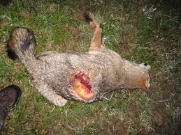 coyote.jpg