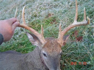 deer 003 (Small).JPG