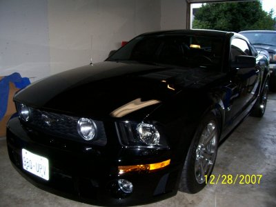mustang 381.jpg