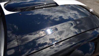 mustang 9.jpg