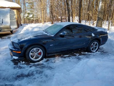 Mustang.jpg