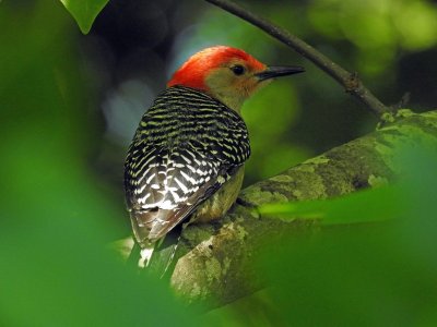 Red-breasted Woodpecker..jpg