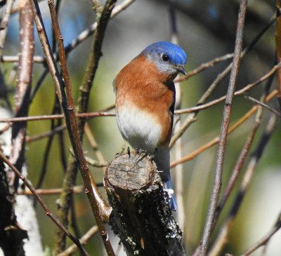 eastern blue bird 1.jpg