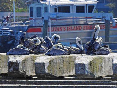 Brown Pelicans.jpg