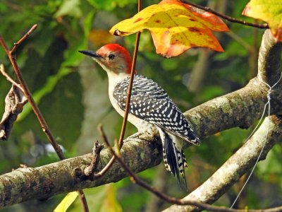 Red-bellied woodpecker..jpg