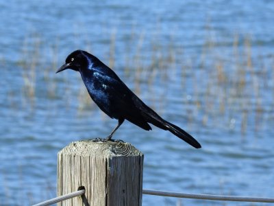 Boat-tailed Grackle.jpg