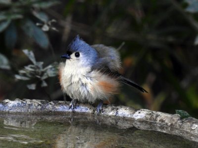 Tufted titmouse 1.jpg