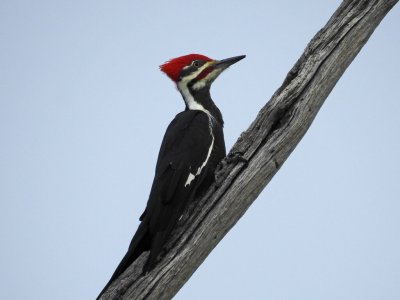 Pileated Woodpecker.JPG