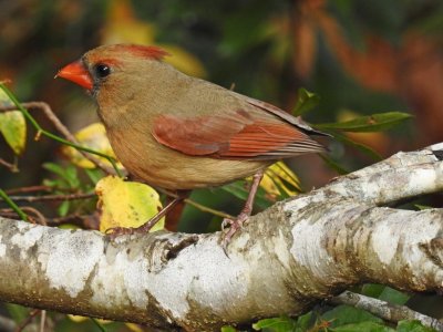 Cardinal with no tale picture 2.jpg