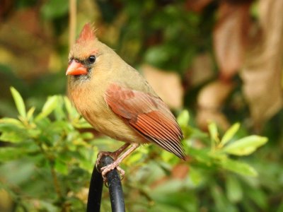 Northern Cardinal no tail..jpg