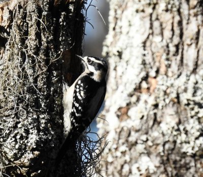 Female Downy Woodpecker.jpg