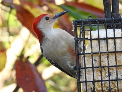 Red-bellied Woodpecker.jpg