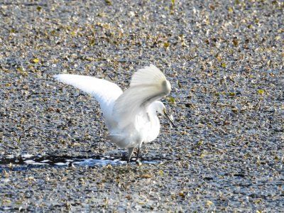 Snowy Egret.jpg