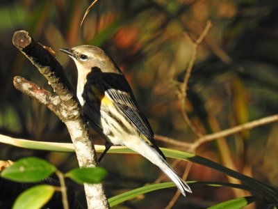 Yellow-rumped Warbler.jpg