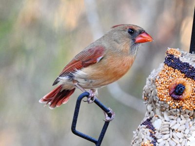 Female Cardinal with her tail growing back..jpg