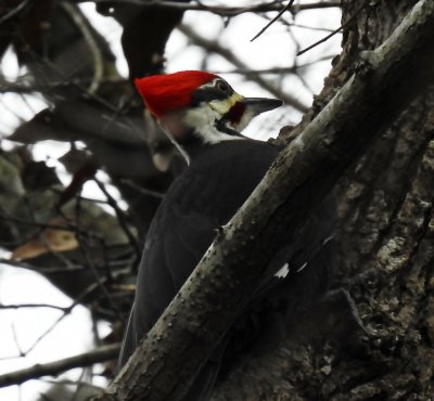 Pileated woodpecker 1.jpg