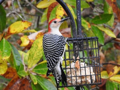 male red-bellied woodpecker.jpg