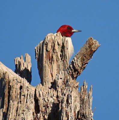 Red-headed woodpecker 4.jpg