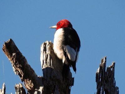 Red-headed woodpecker00.jpg