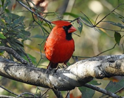 Northern Cardinal, Male.jpg