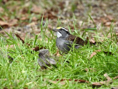 white-throated sparrow.jpg