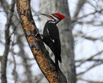Pileated Woodpecker..jpg