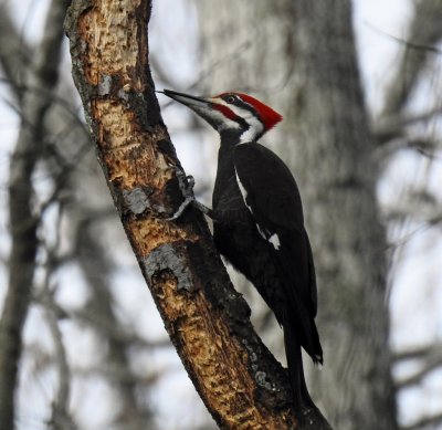 Pileated Woodpecker 1.jpg