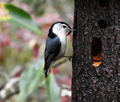 White-breasted nuthatch.jpg