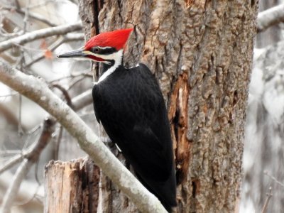 Pileated Male Woodpecker.jpg