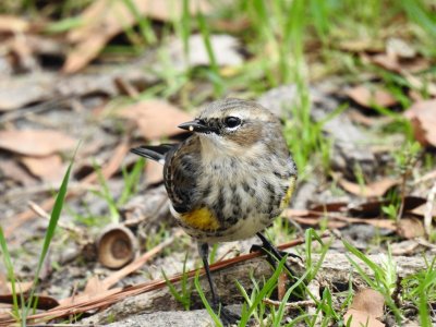 Yellow-rumped Warbler.jpg