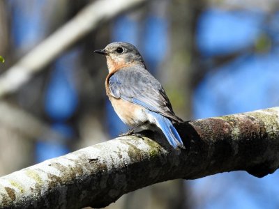 Female bluebird.jpg