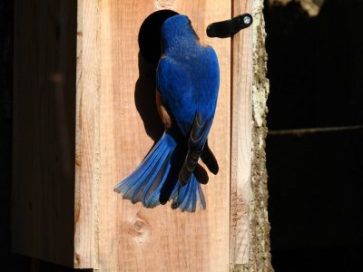 bluebird box.jpg
