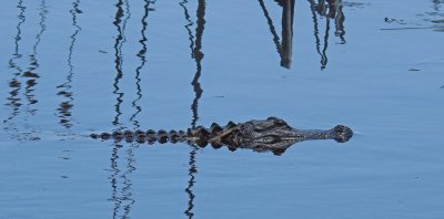 alligator 3.jpg