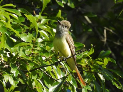 great crested flycatcher 2.jpg