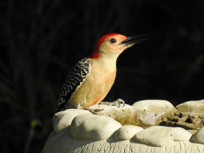 red-bellied woodpeckers.jpg