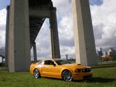 stang.jpg