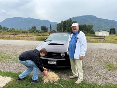 Mustang-hay.jpg