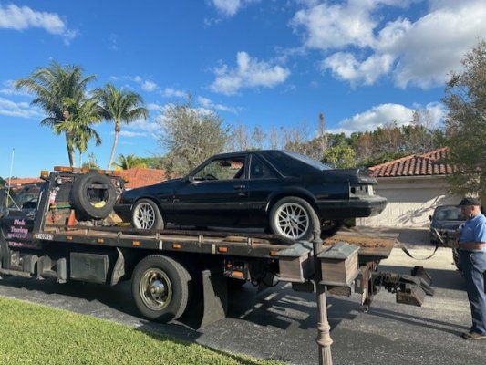 86 MUSTANG 1.jpg
