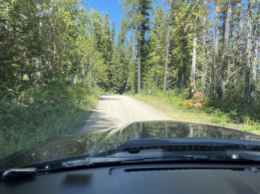 Mustang- logging road.jpg Mustang- logging road.jpg