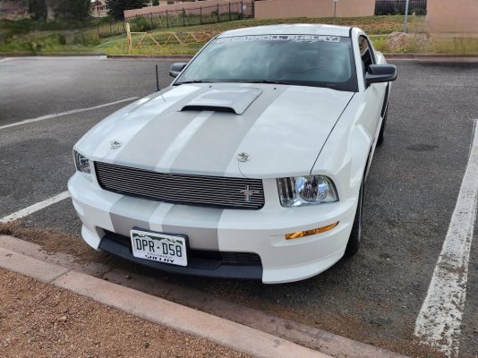 Shelby2.jpg