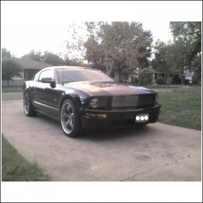 shelby2.jpg