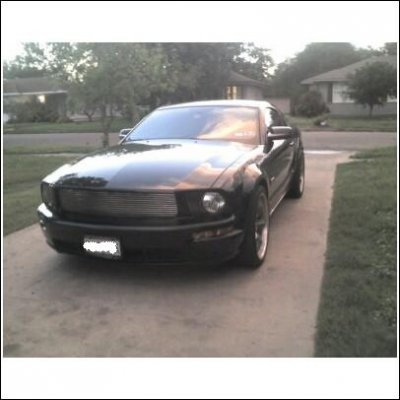 shelby4.jpg