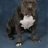PitbullzOnly